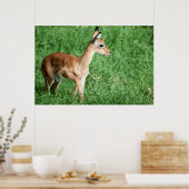 Baby impala in groengras poster (Keuken)