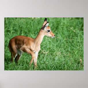 Baby impala in groengras poster