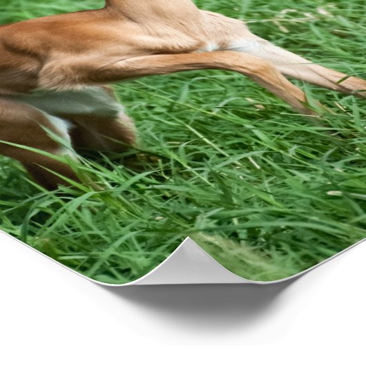 Baby Impala Poster (Hoek)