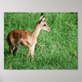 Baby Impala Poster