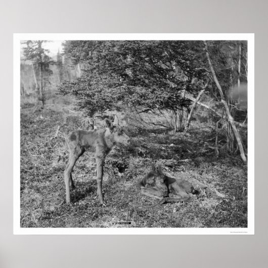 Baby in Alaska 1915 Poster (Voorkant)