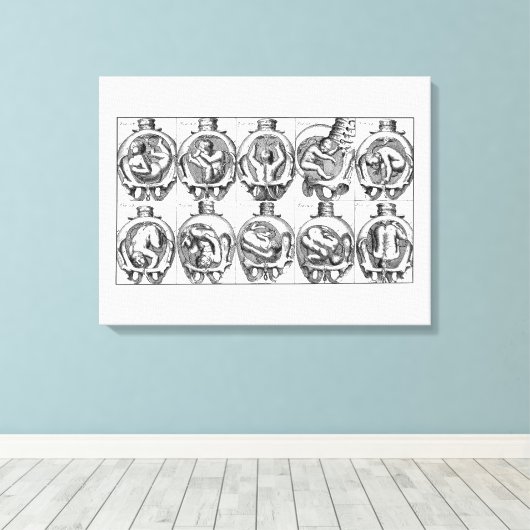 Baby in baarmoeder  vroedvrouw anatomie illustrati canvas afdruk (Insitu (Houten vloer))