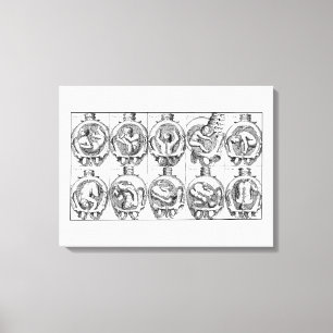 Baby in baarmoeder  vroedvrouw anatomie illustrati canvas afdruk