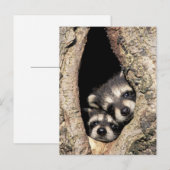 Baby in boomholte Procyon Briefkaart (Voorkant / Achterkant)