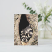 Baby in boomholte Procyon Briefkaart (Staand voorkant)