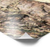 Baby in boomholte Procyon Foto Afdruk (Hoek)