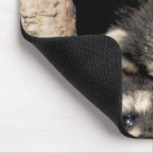 Baby in boomholte Procyon Muismat (Hoek)