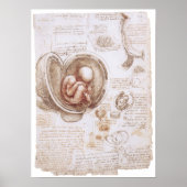 Baby in de Womb, Leonardo da Vinci Poster (Voorkant)