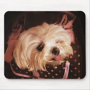 Baby in een Bag Maltese puppy Muismat