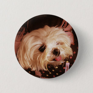Baby in een Bag Maltese puppy Ronde Button 5,7 Cm