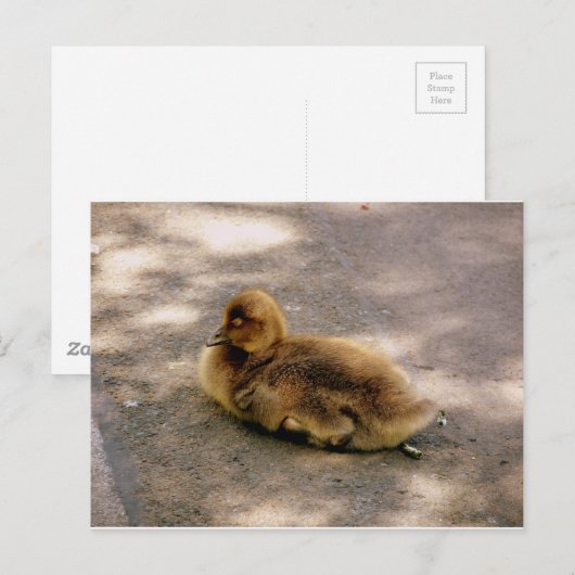 Baby in het voorjaar briefkaart (Voorkant / Achterkant)