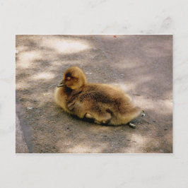 Baby in het voorjaar briefkaart