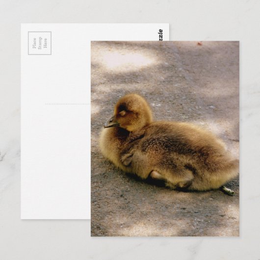 Baby in het voorjaar briefkaart (Voorkant / Achterkant)