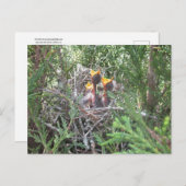 Baby in nestvogels briefkaart (Voorkant / Achterkant)