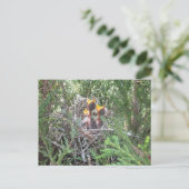Baby in nestvogels briefkaart (Staand voorkant)