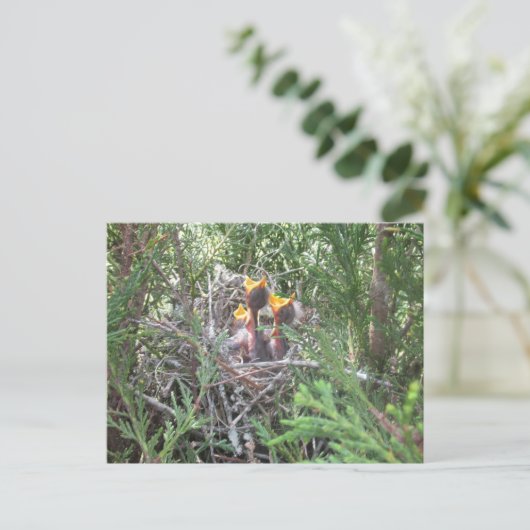 Baby in nestvogels briefkaart (Staand voorkant)