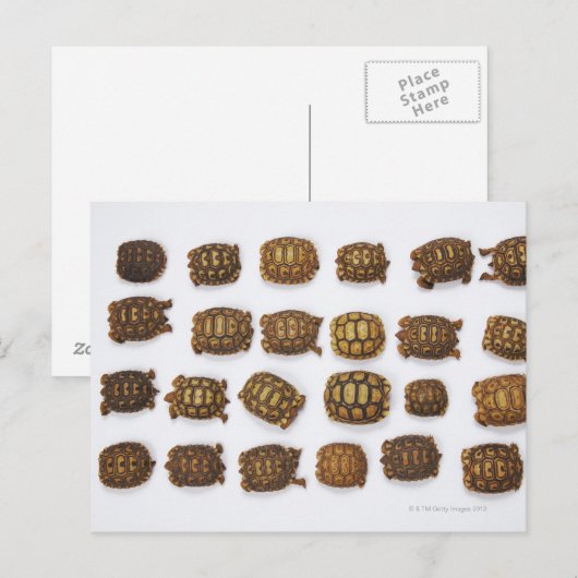 Baby in rijen briefkaart (Voorkant / Achterkant)