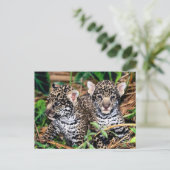 Baby Jaguar Cubs Briefkaart (Staand voorkant)