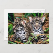 Baby Jaguar Cubs Briefkaart (Voorkant / Achterkant)
