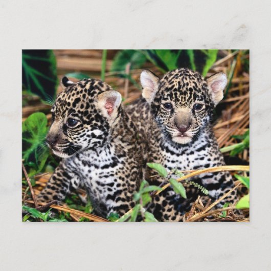 Baby Jaguar Cubs Briefkaart (Voorkant)