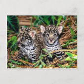 Baby jaguars briefkaart (Voorkant)
