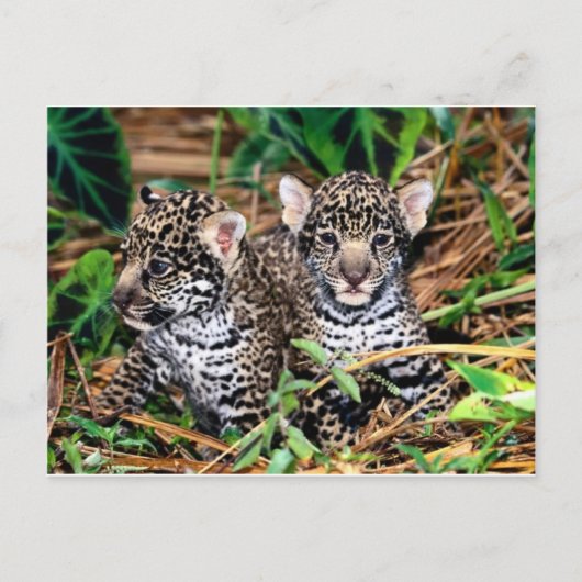 Baby jaguars briefkaart (Voorkant)