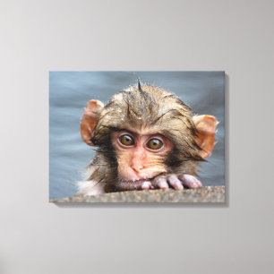 Baby Japans Macaque Jigokudani Yaen-Koen Canvas Afdruk