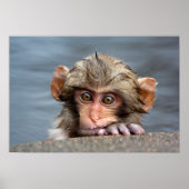 Baby Japans Macaque | Jigokudani Yaen-Koen Poster (Voorkant)
