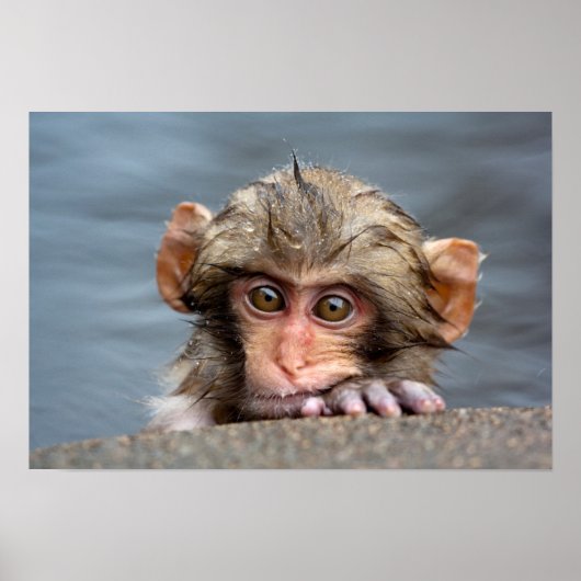 Baby Japans Macaque | Jigokudani Yaen-Koen Poster (Voorkant)