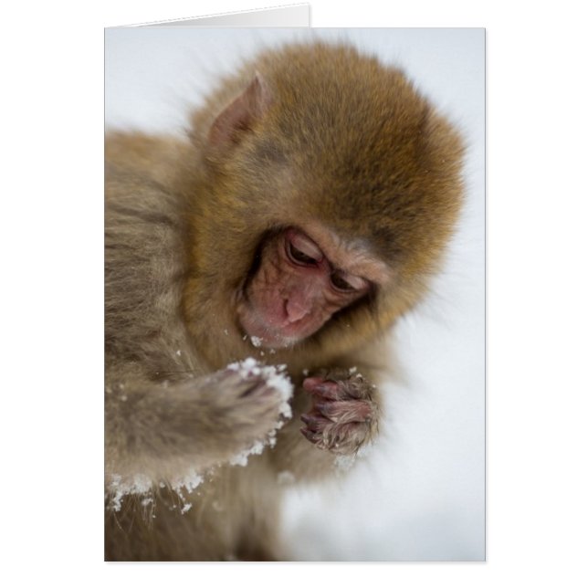 Baby Japans Macaque | Sneeuwaap (Voorkant)