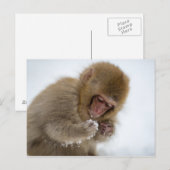 Baby Japans Macaque | Sneeuwaap Briefkaart (Voorkant / Achterkant)