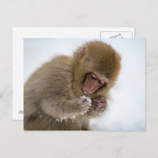 Baby Japans Macaque | Sneeuwaap Briefkaart (Voorkant / Achterkant)