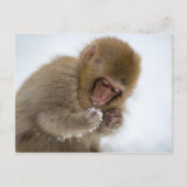 Baby Japans Macaque | Sneeuwaap Briefkaart (Voorkant)