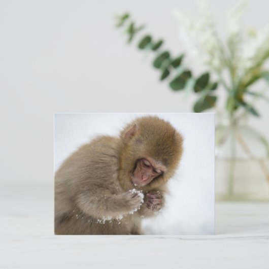 Baby Japans Macaque | Sneeuwaap Briefkaart (Staand voorkant)