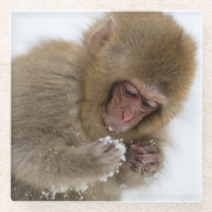 Baby Japans Macaque   Sneeuwaap Glazen Onderzetter