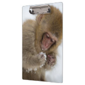 Baby Japans Macaque | Sneeuwaap Klembord (Links)