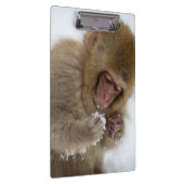 Baby Japans Macaque | Sneeuwaap Klembord (Rechts)