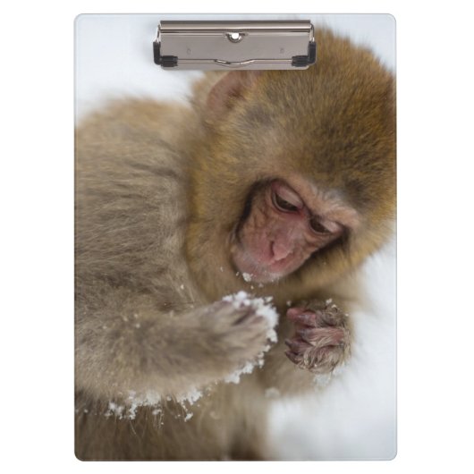 Baby Japans Macaque | Sneeuwaap Klembord (Voorkant)
