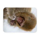 Baby Japans Macaque | Sneeuwaap Magneet (Horizontaal)