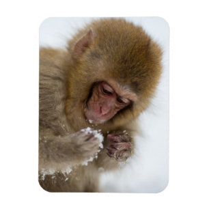 Baby Japans Macaque   Sneeuwaap Magneet
