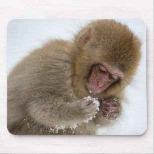 Baby Japans Macaque Sneeuwaap Muismat