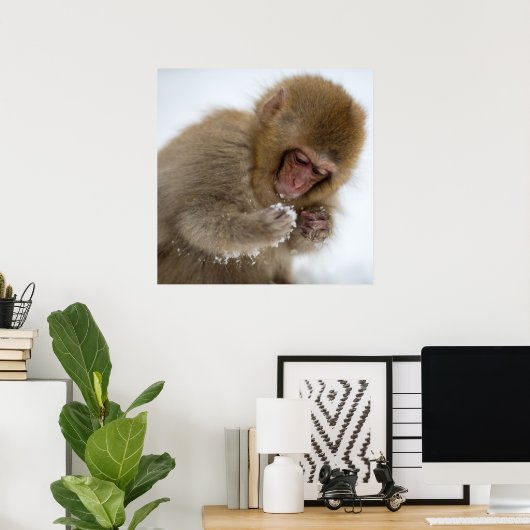 Baby Japans Macaque | Sneeuwaap Poster (Thuiskantoor)