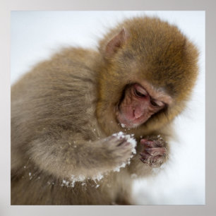 Baby Japans Macaque Sneeuwaap Poster