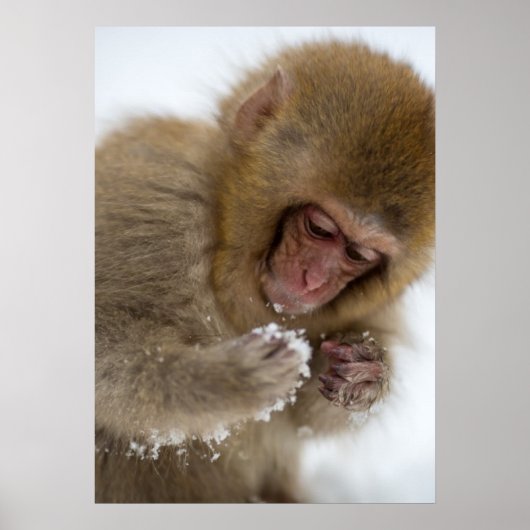 Baby Japans Macaque | Sneeuwaap Poster (Voorkant)