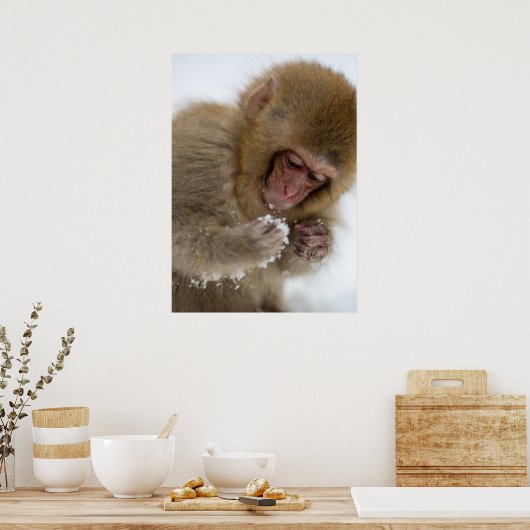 Baby Japans Macaque | Sneeuwaap Poster (Keuken)