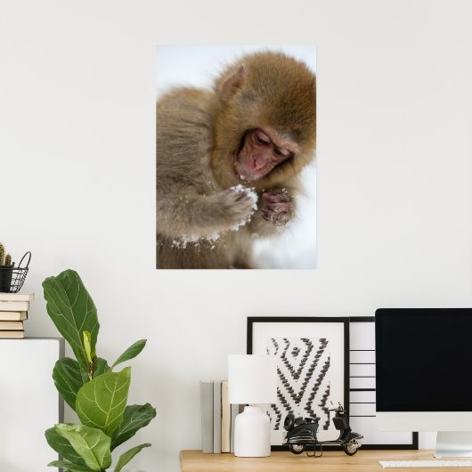 Baby Japans Macaque | Sneeuwaap Poster (Thuiskantoor)