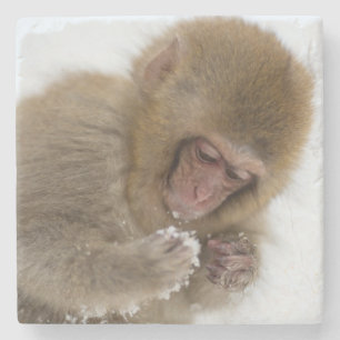 Baby Japans Macaque   Sneeuwaap Stenen Onderzetter