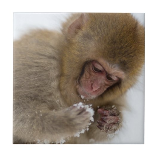 Baby Japans Macaque | Sneeuwaap Tegeltje (Voorkant)