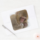 Baby Japans Macaque | Sneeuwaap Vierkante Sticker (Envelop)