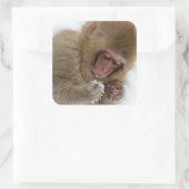 Baby Japans Macaque | Sneeuwaap Vierkante Sticker (Tas)